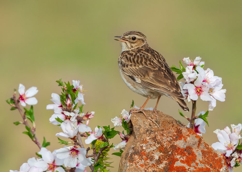 Photograph by sajjad saadat