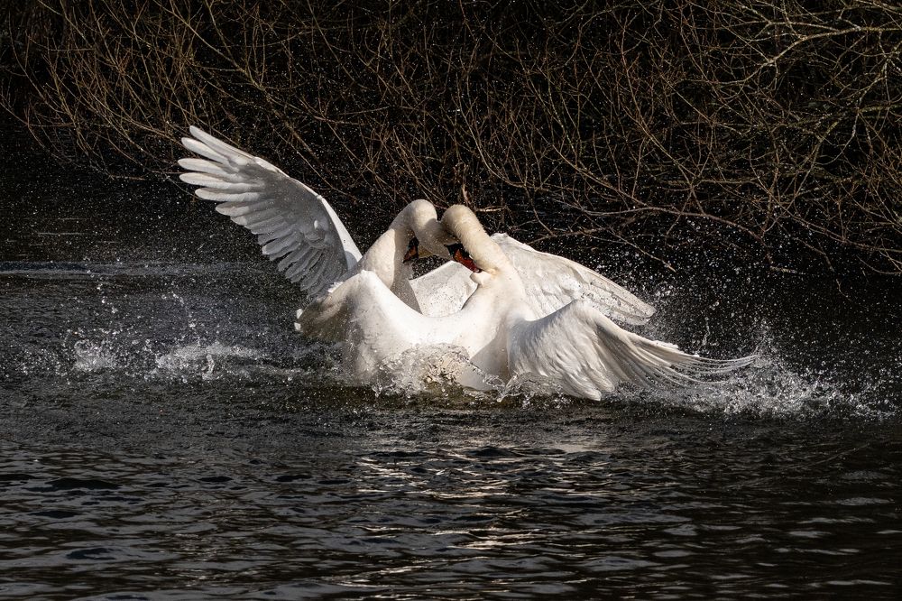 A swan dance