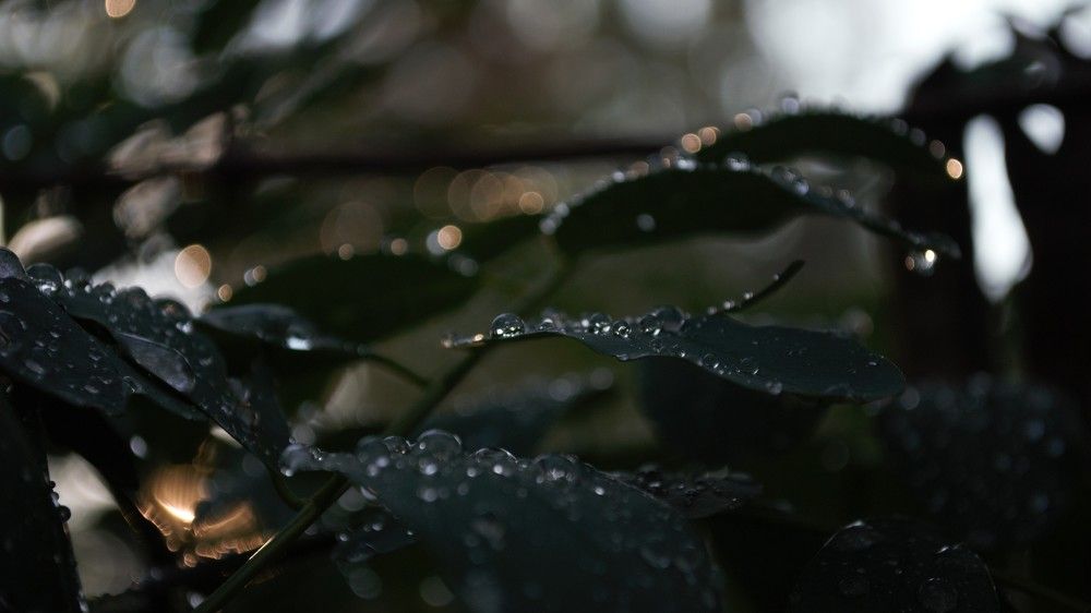 drops of dew