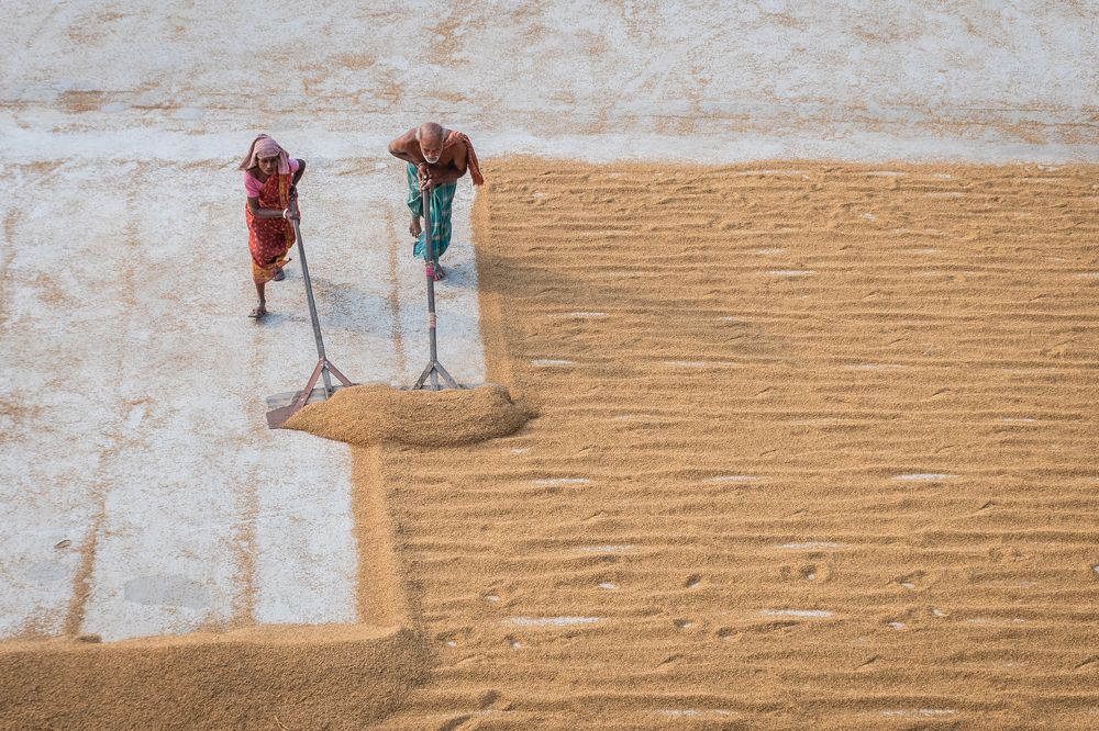 Drying Paddy Grain