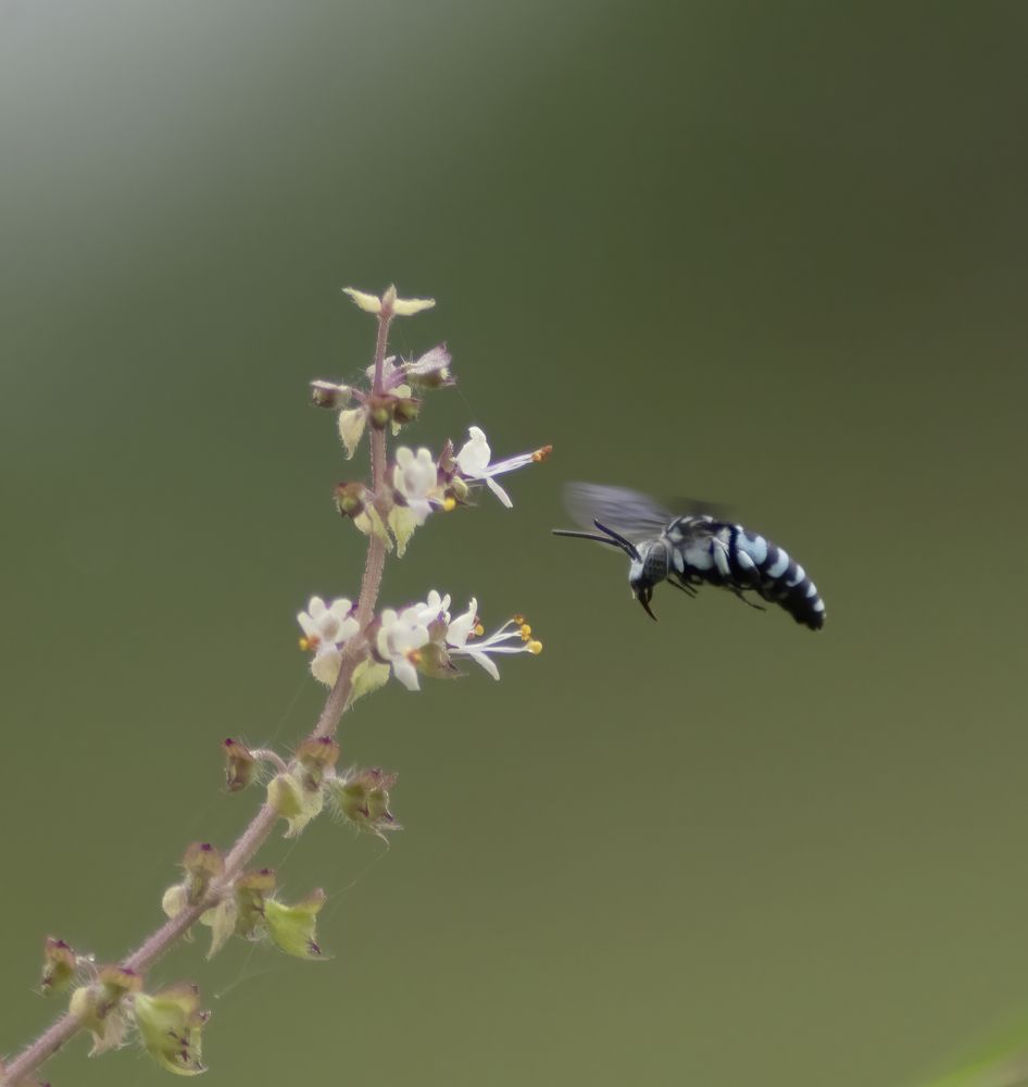 Photograph by Abhishek Manna