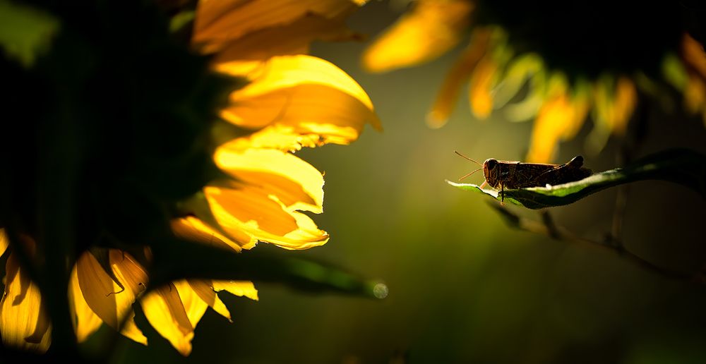 Photograph by CANG BOUN