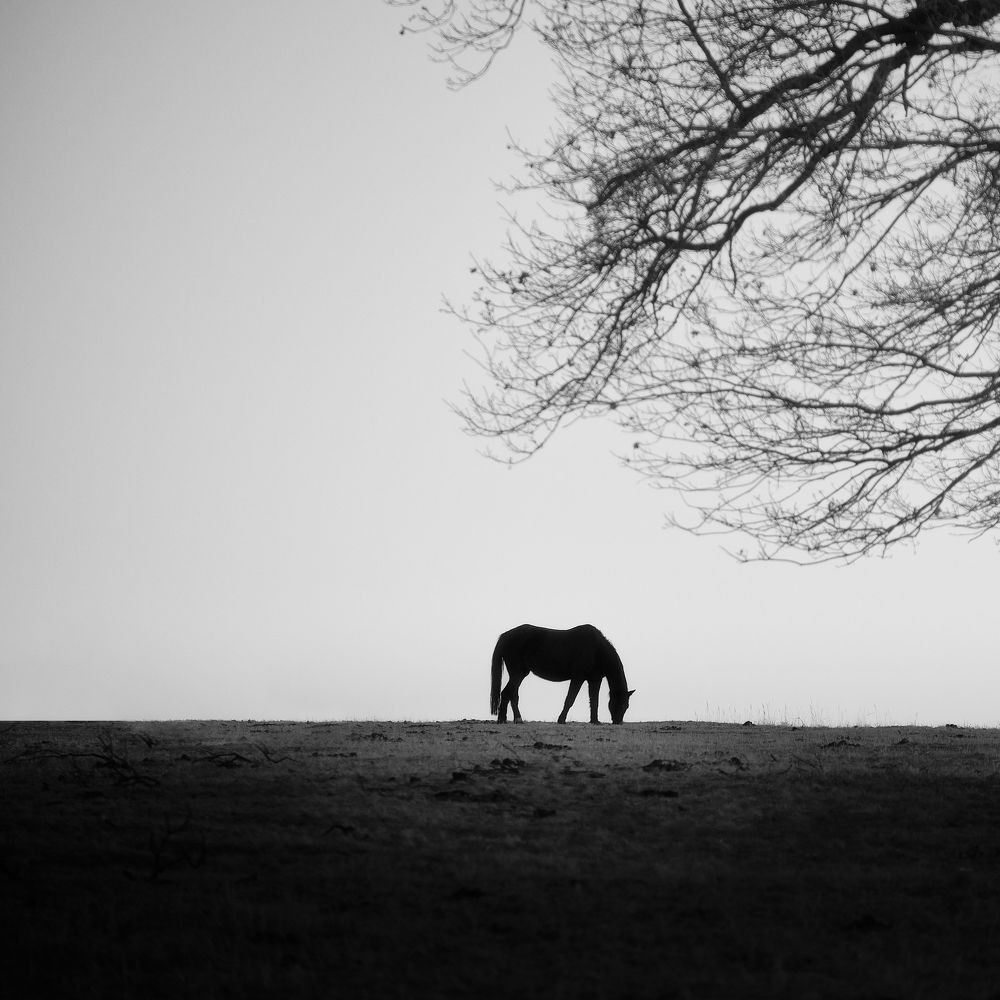 Photograph by Mário