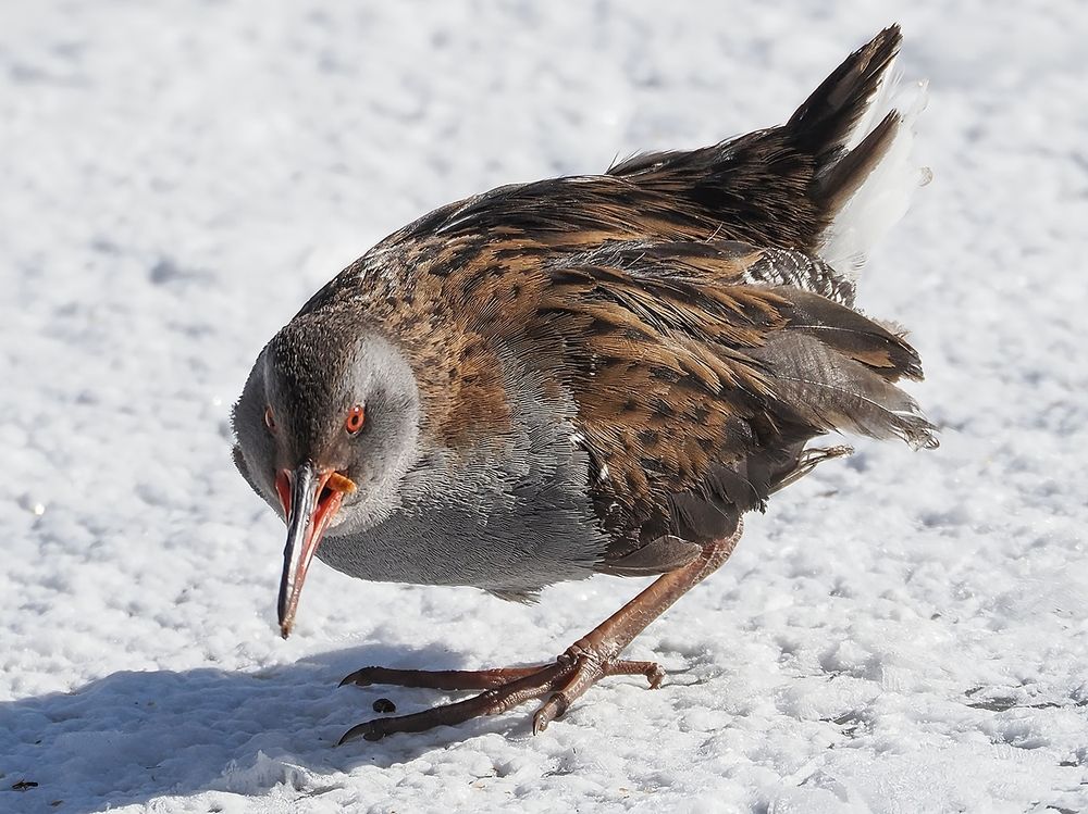 Водяной пастушок