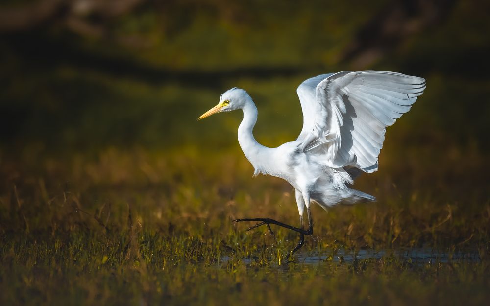 Photograph by Rakesh Baro