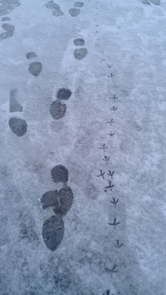 Мы с Тамарой ( моей птичкой )Ходим парой