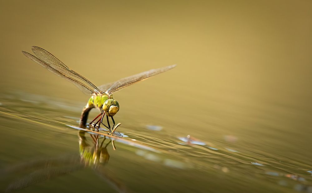 Photograph by CANG BOUN