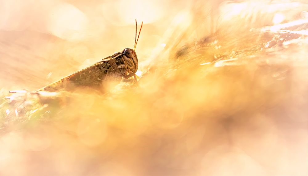 Photograph by CANG BOUN