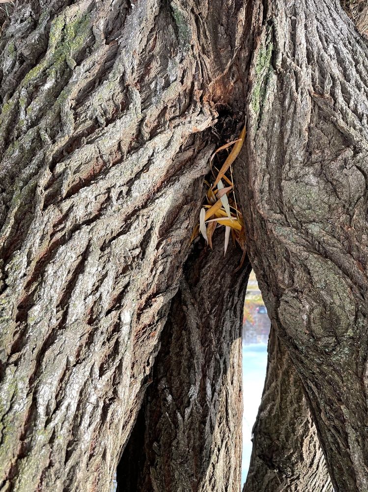 The underlife of a tree