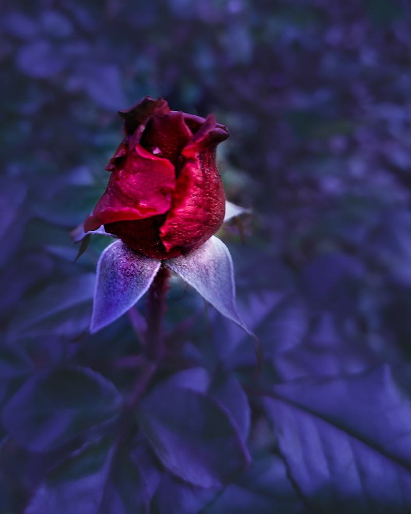 Photograph by Наталья Балабанова