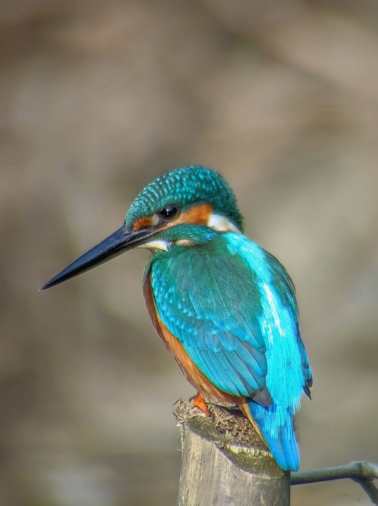 MOBILE BIRDING
