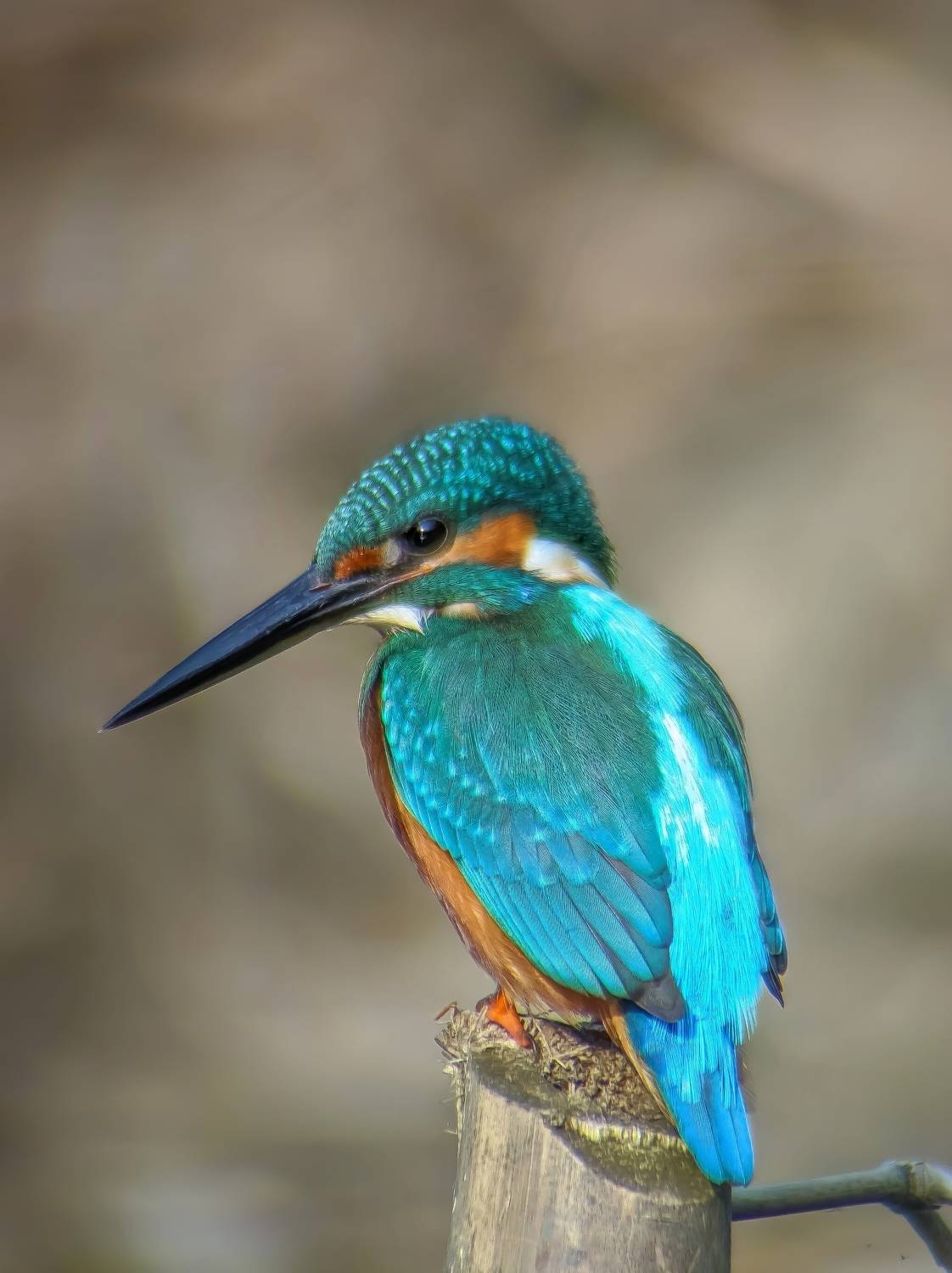 MOBILE BIRDING