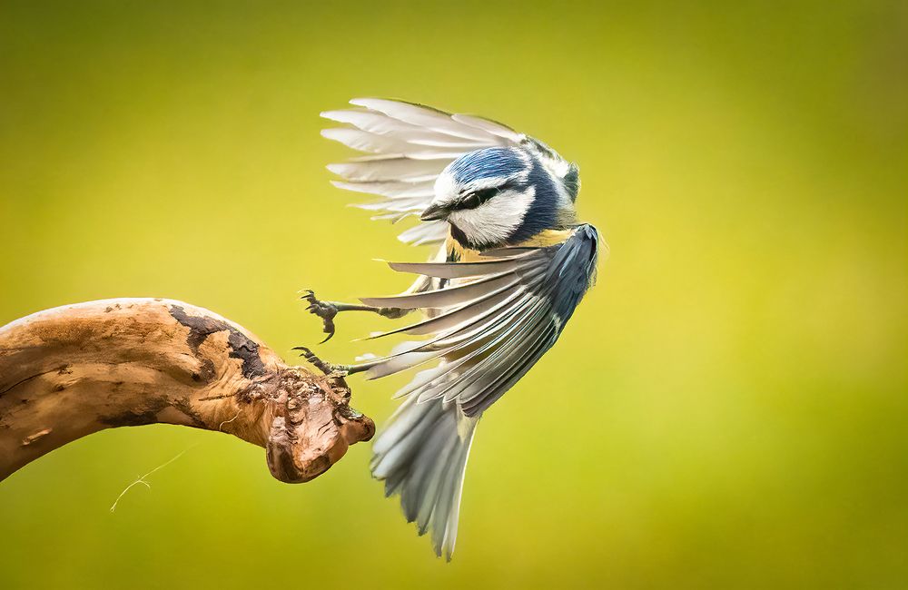 Photograph by CANG BOUN