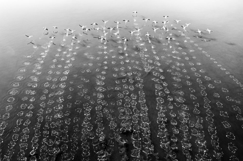 Traces of Flamingos in Salt Lake.