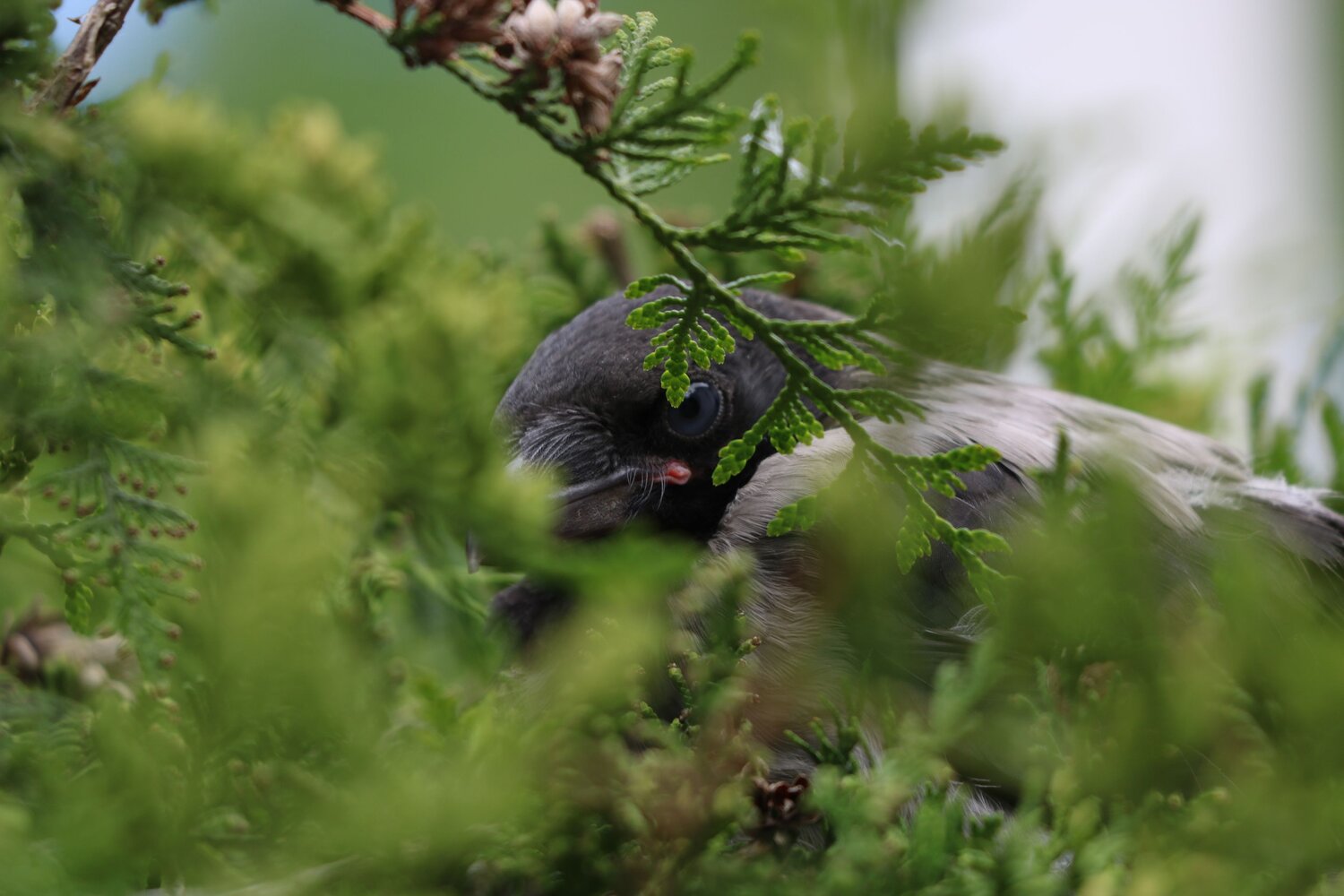 Photo #7335744