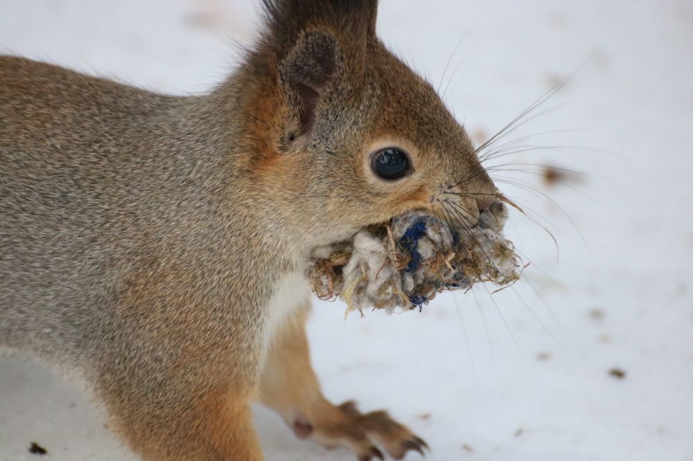 Photograph by Евгения Малафеева