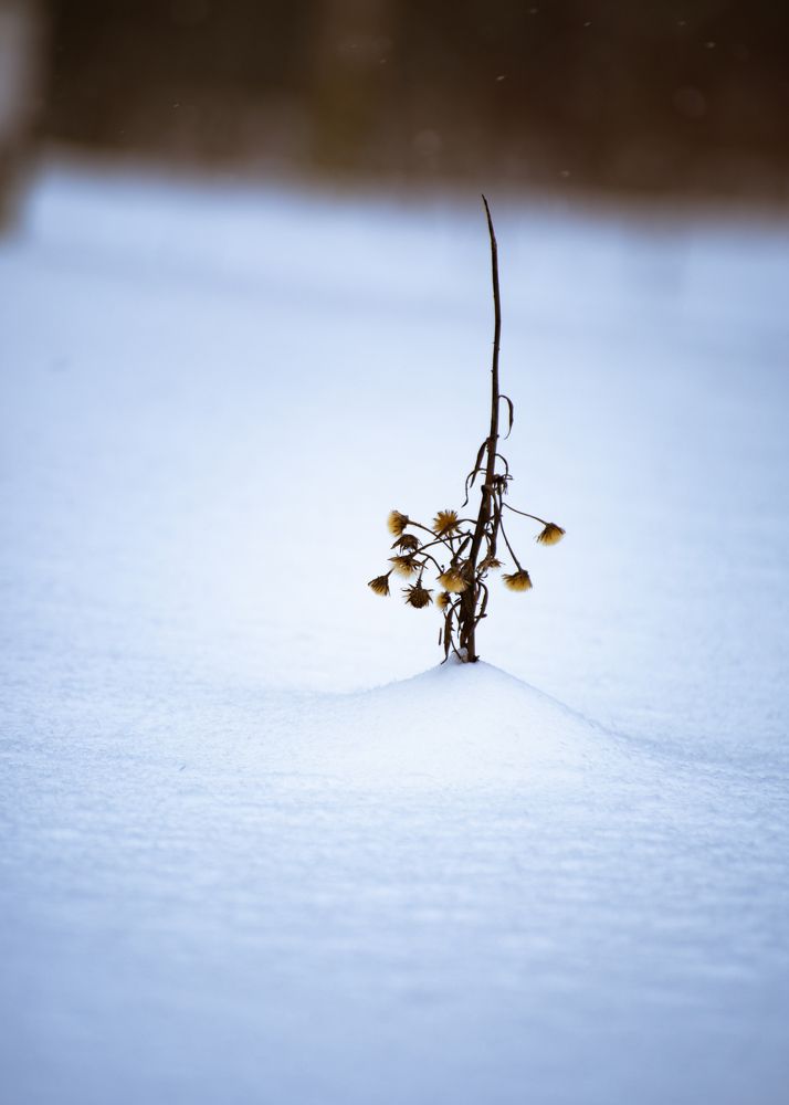 Фотография автора Дмитрий Войнов