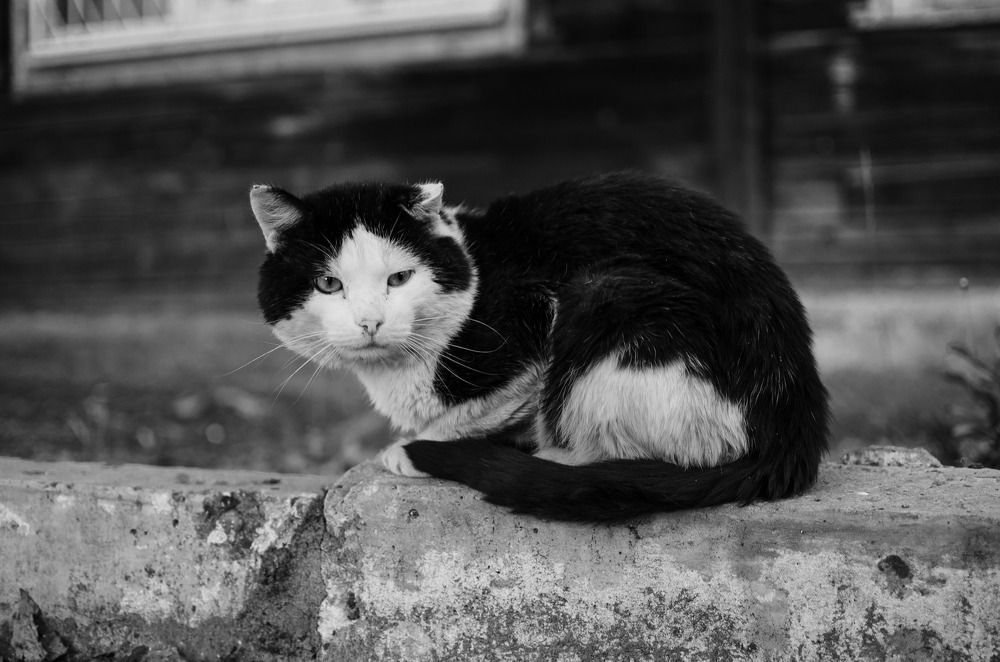 Photograph by Артём Шестаков