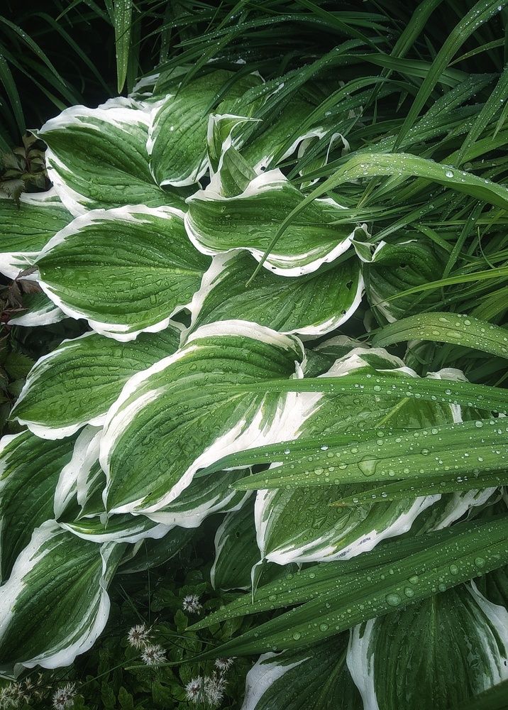 Photograph by Людмила М