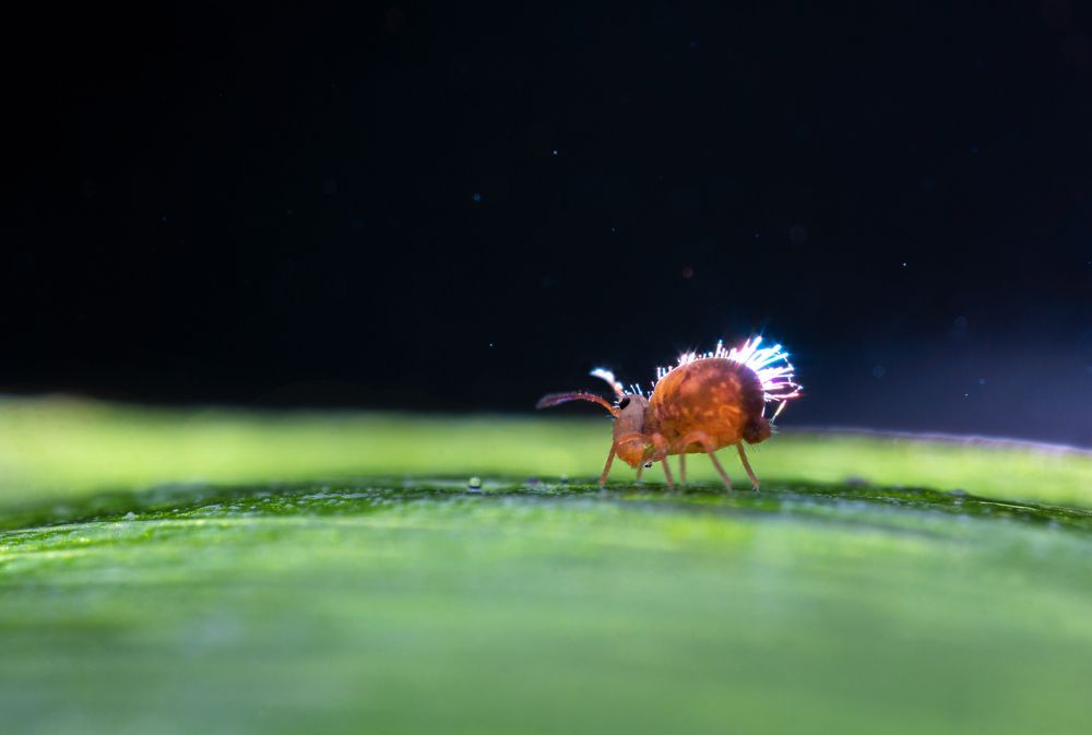 Photograph by Людмила Гудина