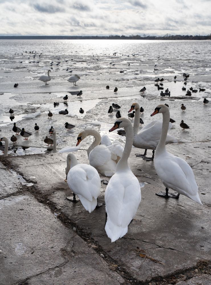 Photograph by Olga Zdančuka