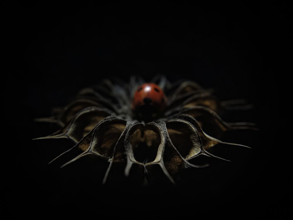 Фотография автора Наталья Алексеева