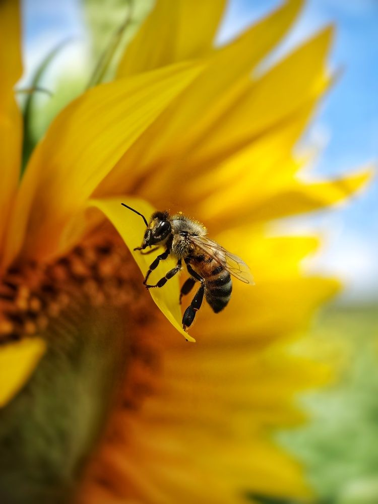 Photograph by Роман Красношапка