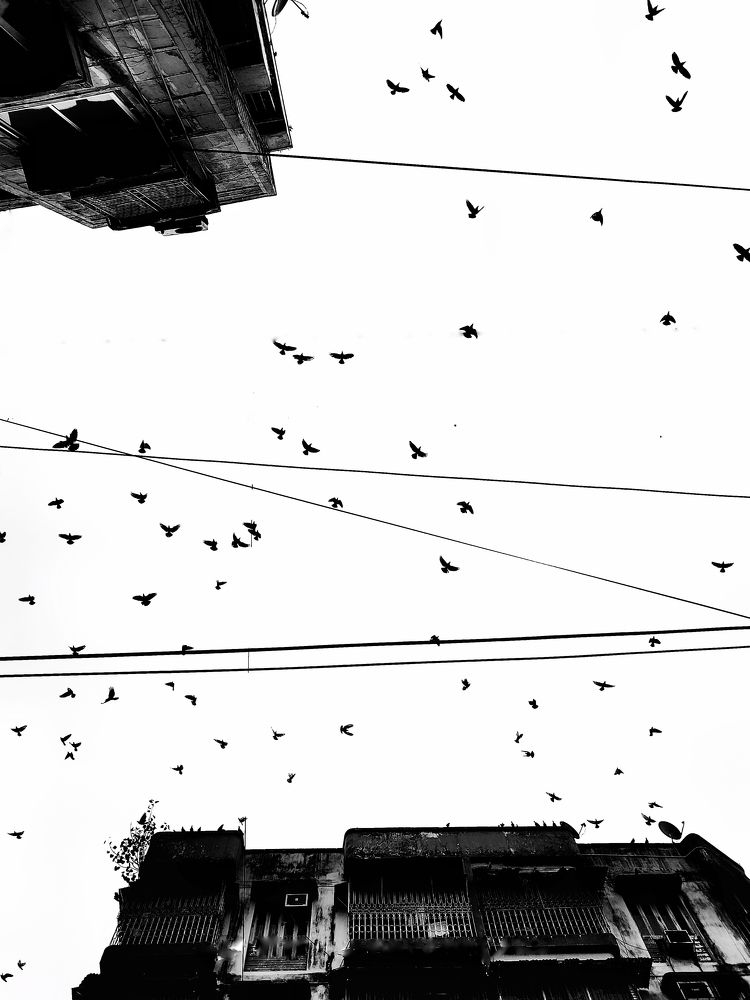 FREEDOM