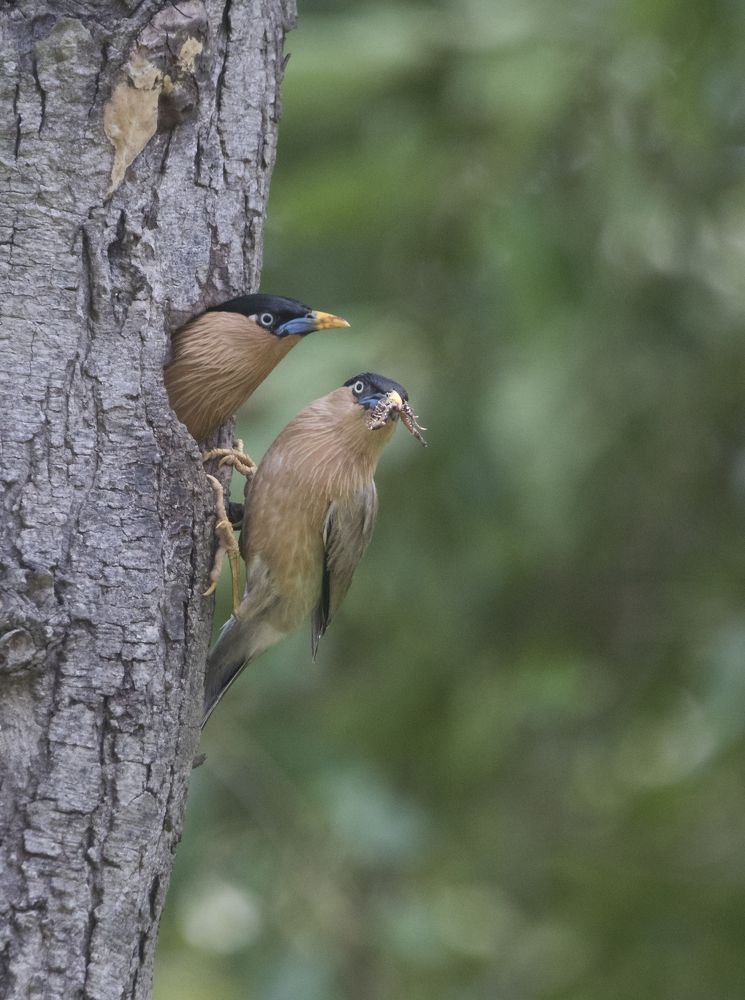 Photograph by Somenath Nandy