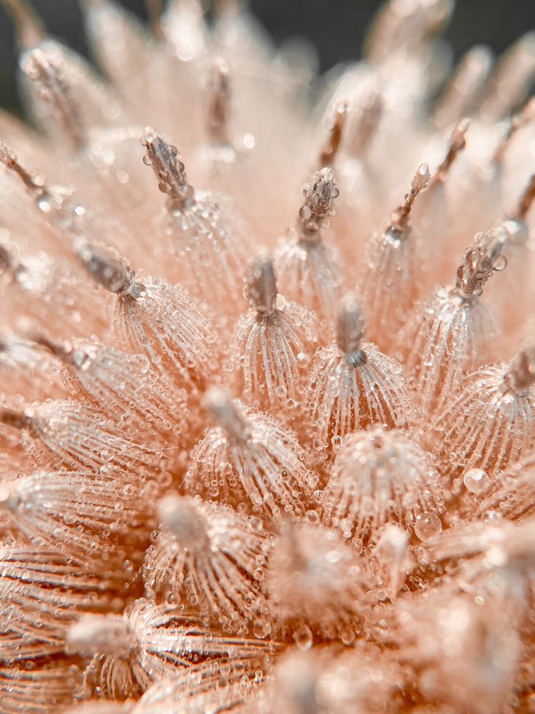 Photograph by Анна Бобкова