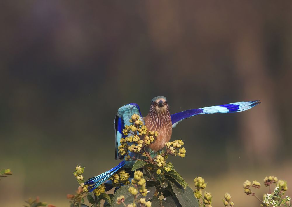 Photograph by Somenath Nandy