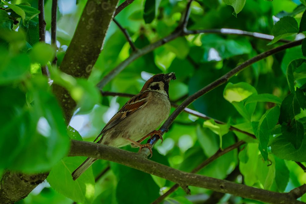 Принес обед птенцам