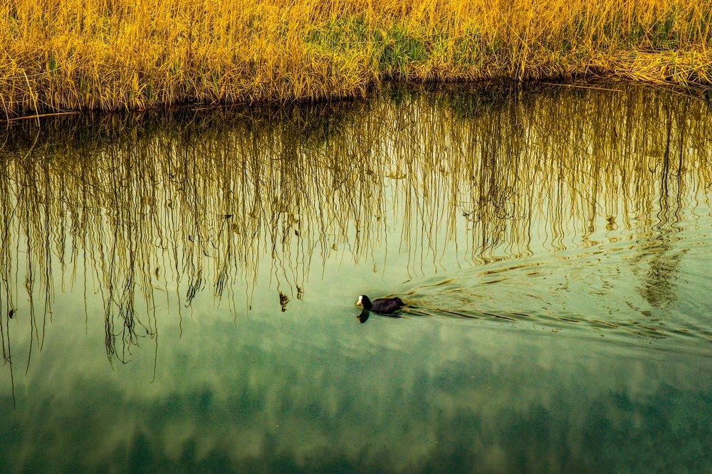 Photograph by پریا کا‌که‌سوری