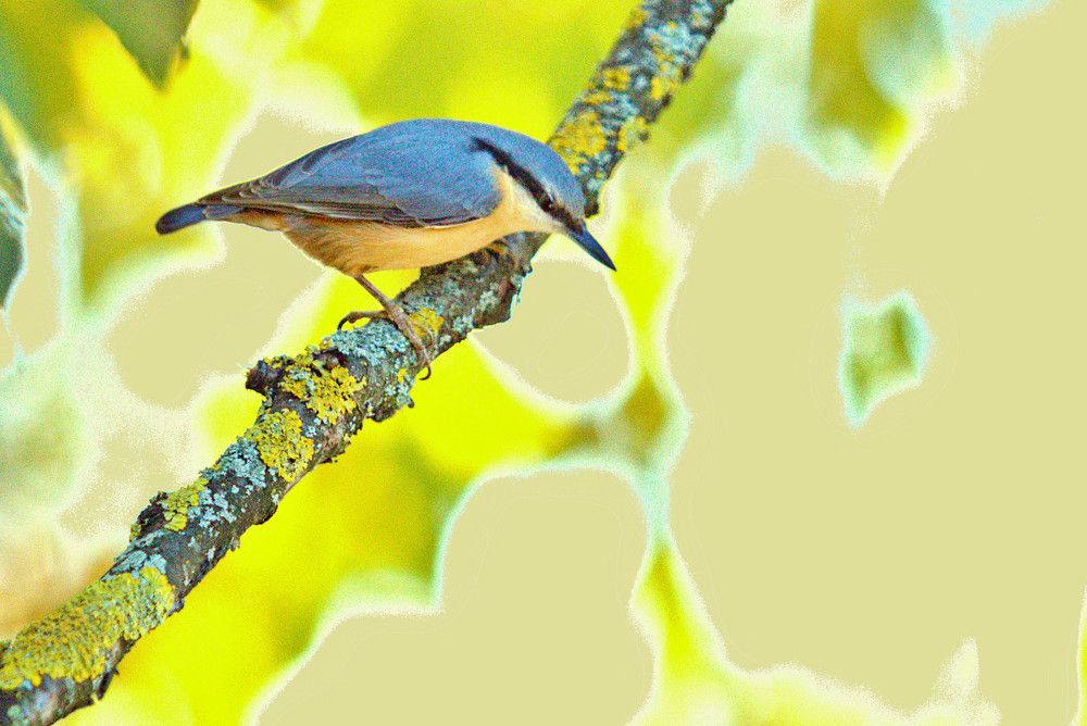 Csúszka a cseresznyefa ágon