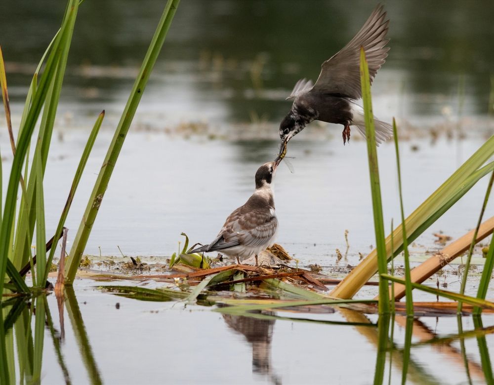 Photograph by Павел Краснослободцев