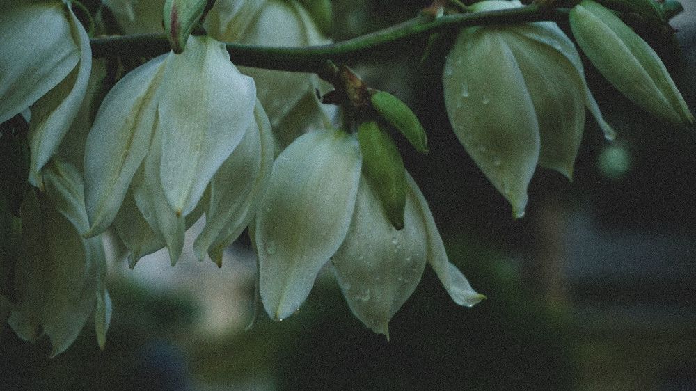 Photograph by Olga Zalunina