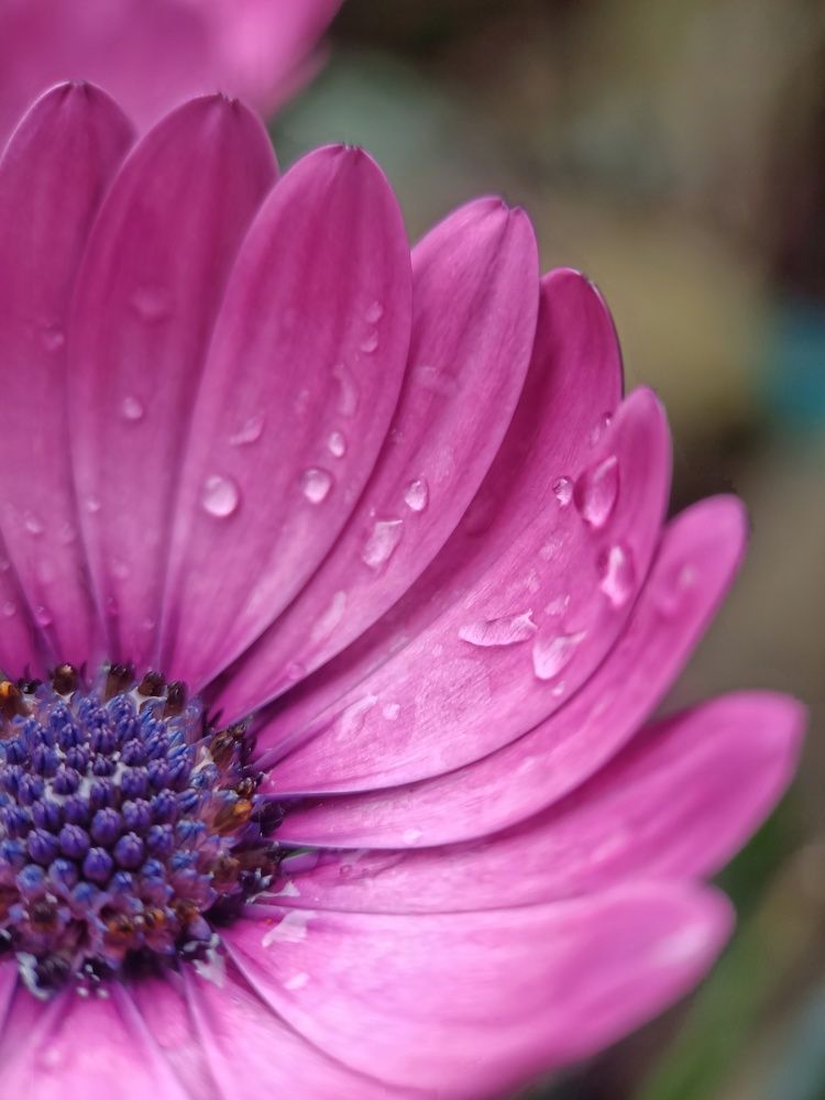 Photograph by Роман Красношапка