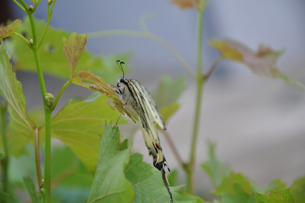 Photograph by Marilena Dragoslavic