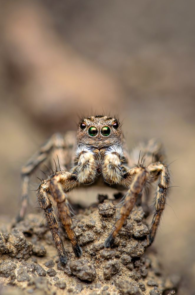 Фотография автора Сергей Чебанов