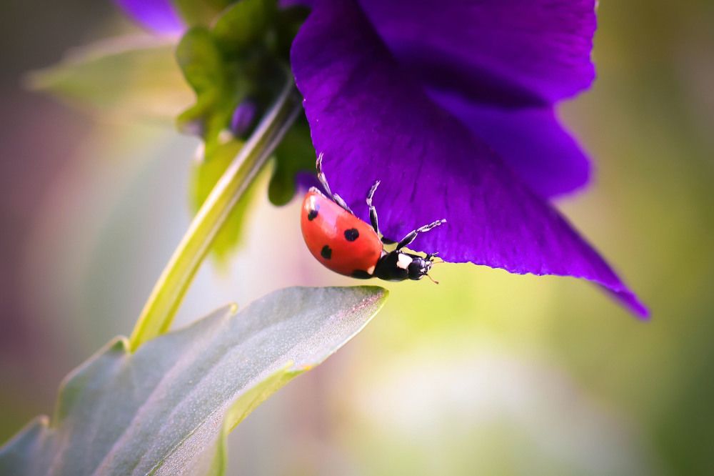 Photograph by Nelly Arnaudova