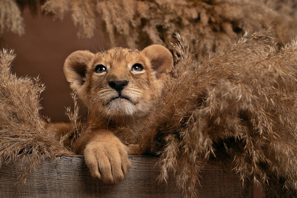 Photograph by Екатерина Терновая