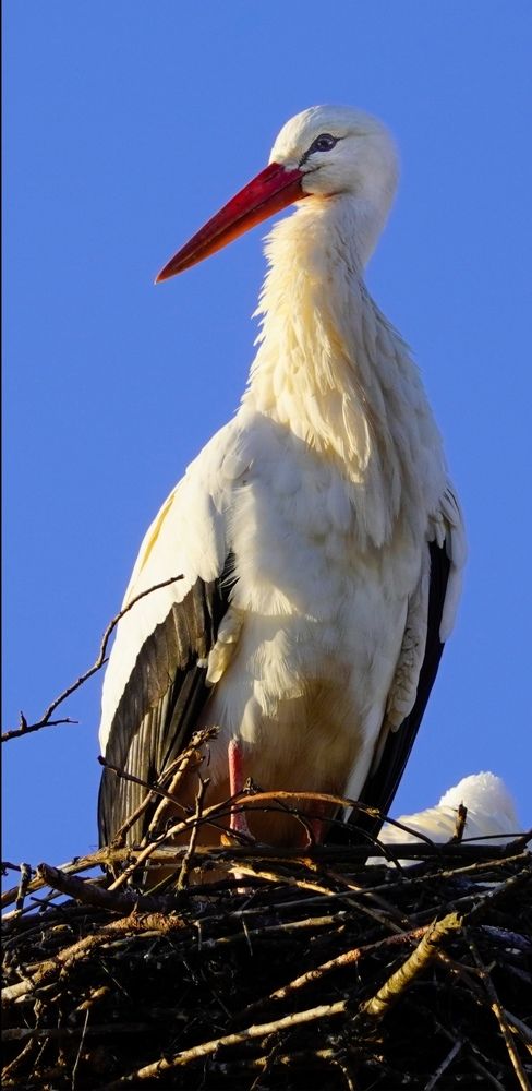 Photograph by Reinhold Seibel