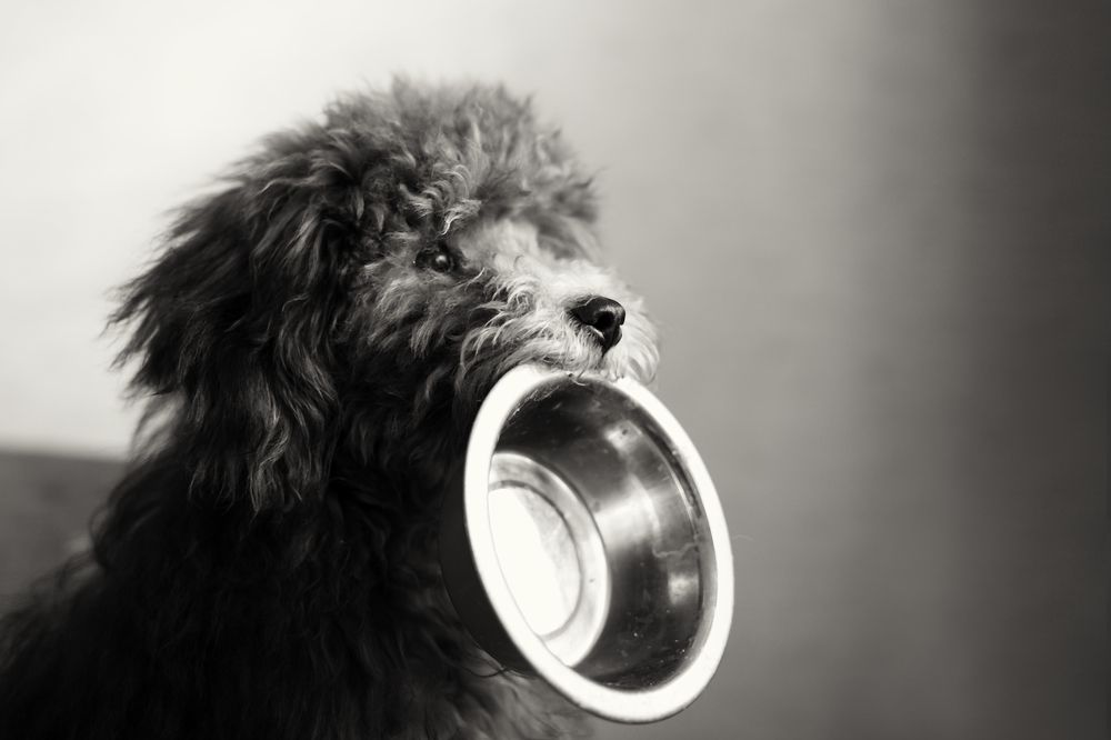 Photograph by Екатерина Терновая