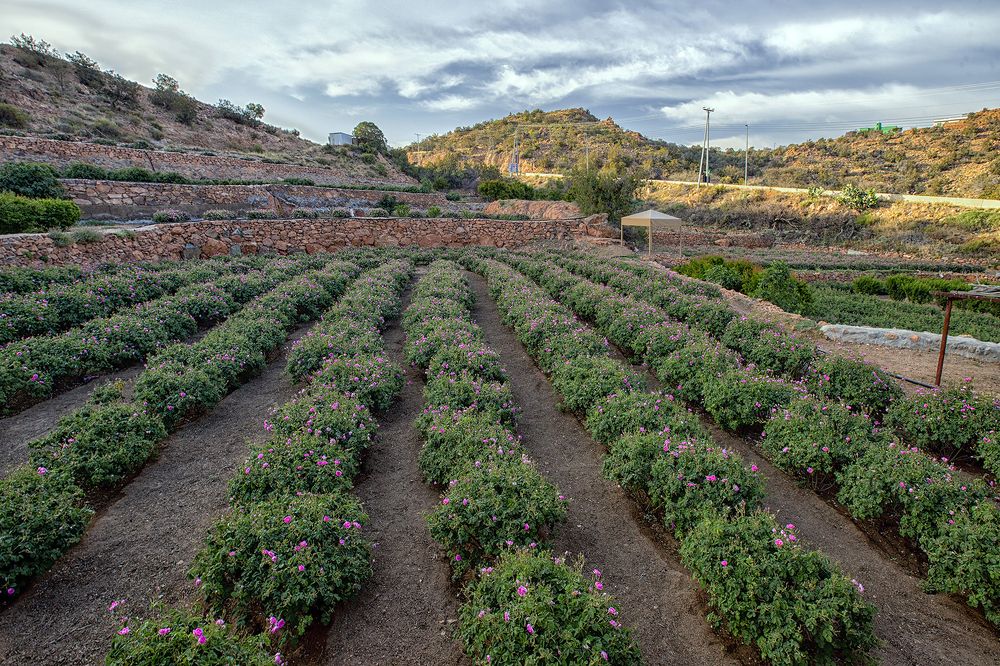 Photograph by Amal Alameer