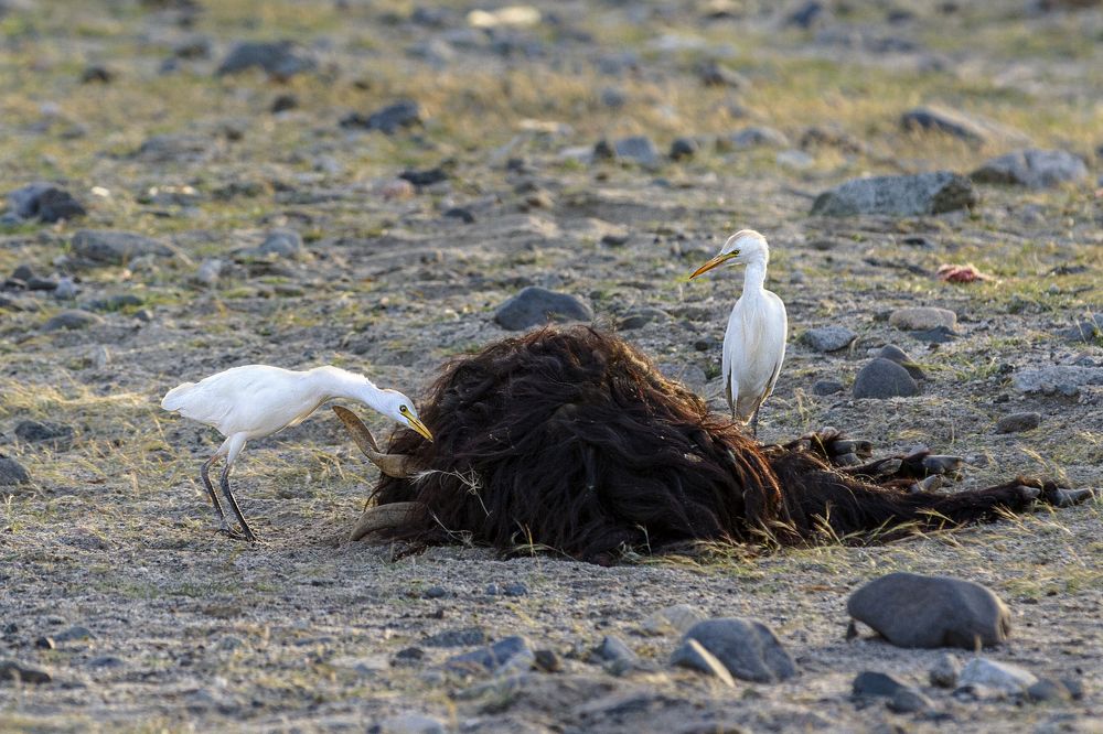 Photograph by Amal Alameer