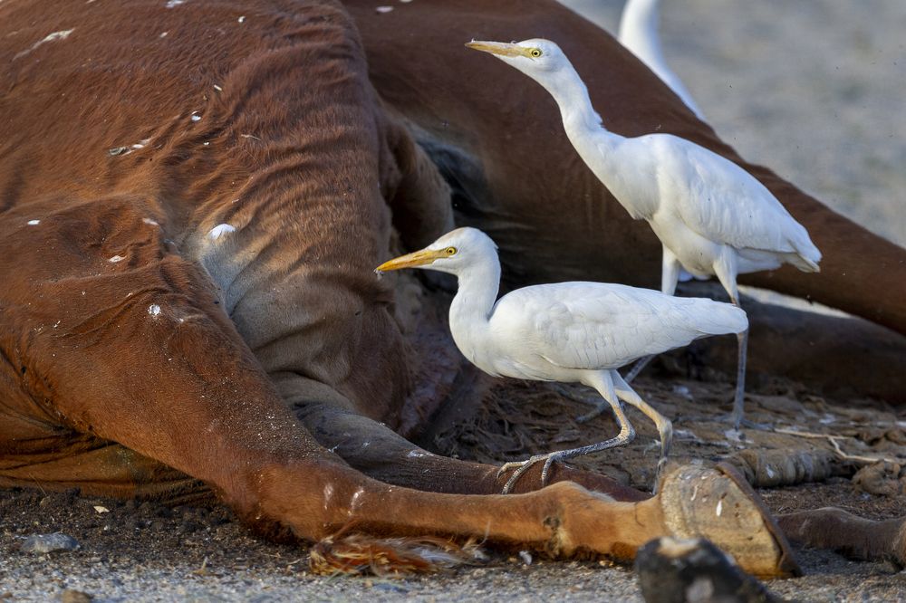 Photograph by Amal Alameer