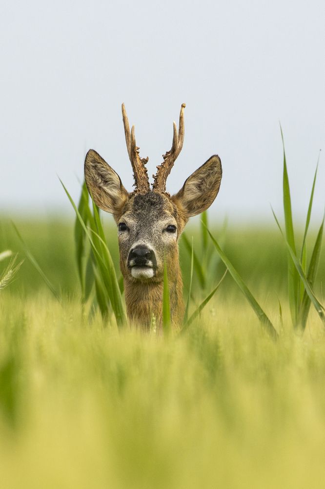 Photograph by Predrag Kostin