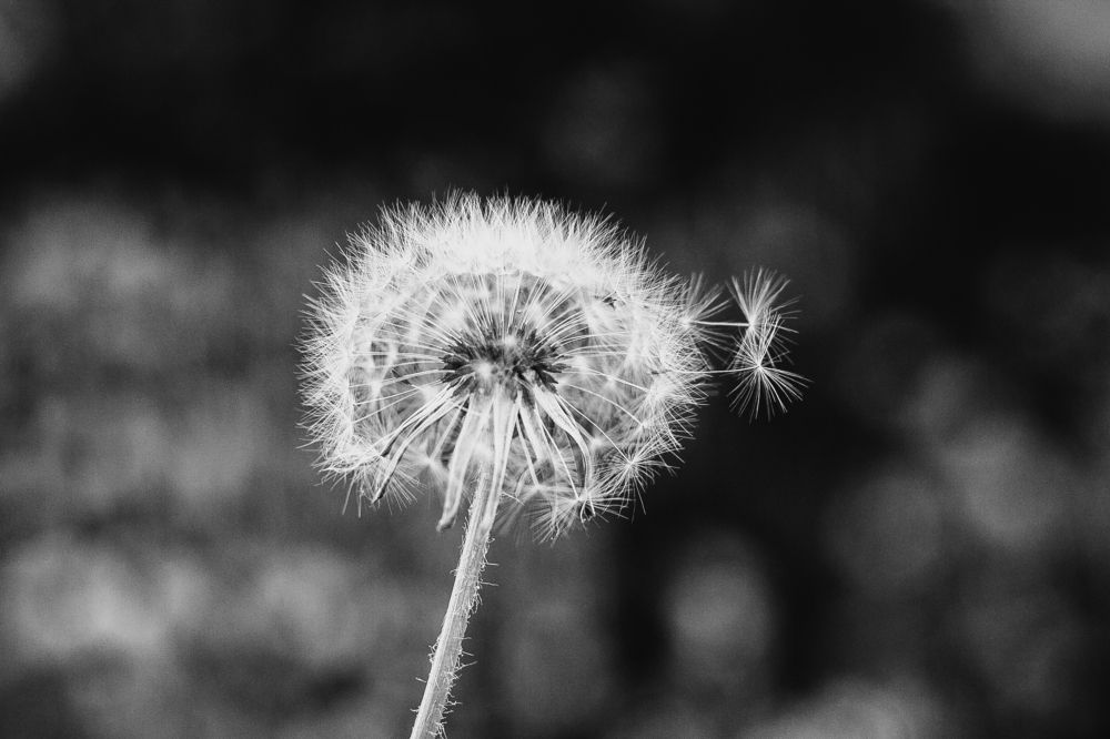 Photograph by Рени фон Моррен