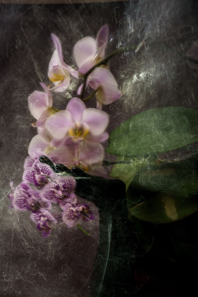 Photograph by Виктория Камышникова