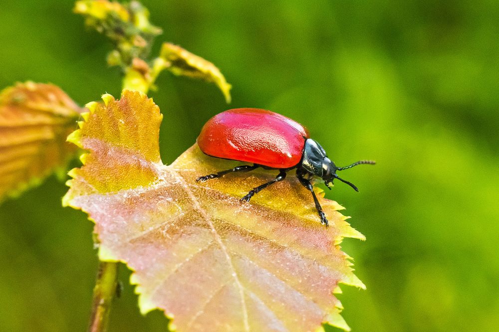 Фотография автора Николай Бологов